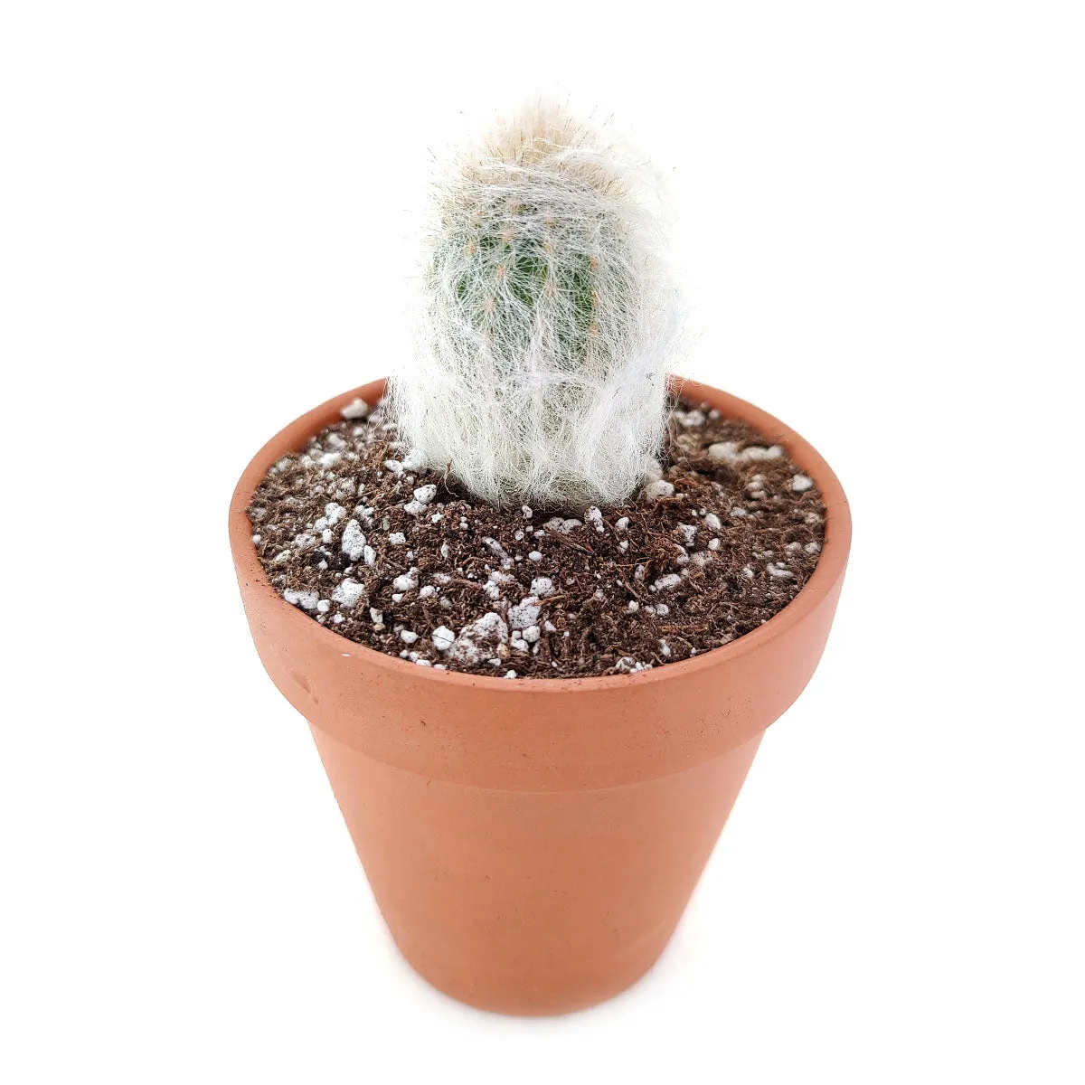 Peruvian Old Man Cactus