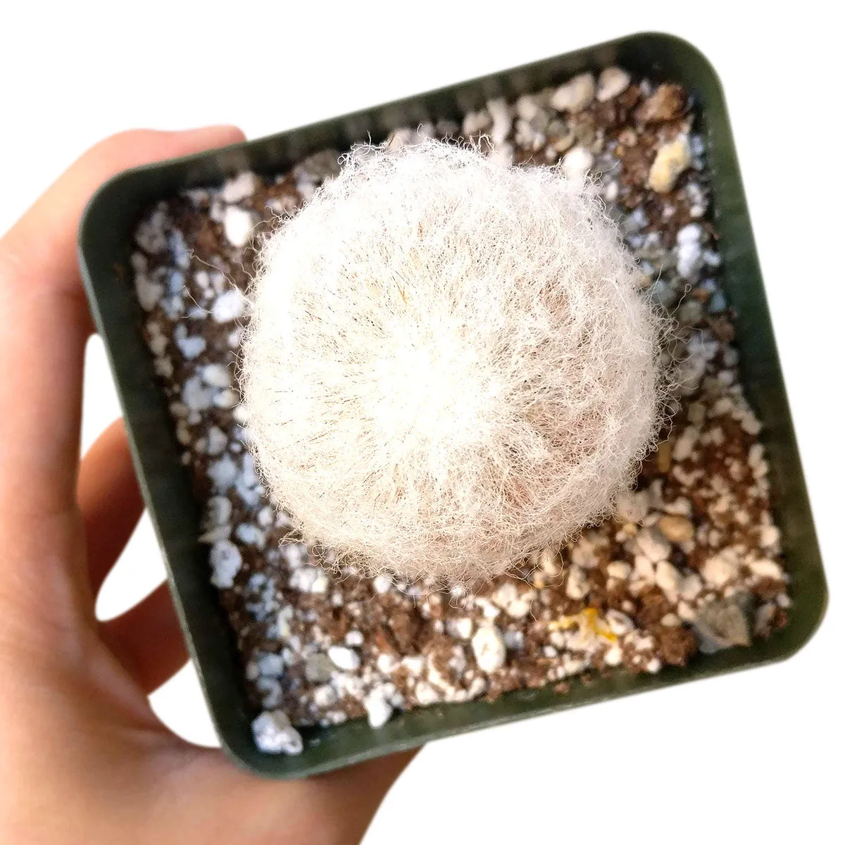 Peruvian Old Man Cactus